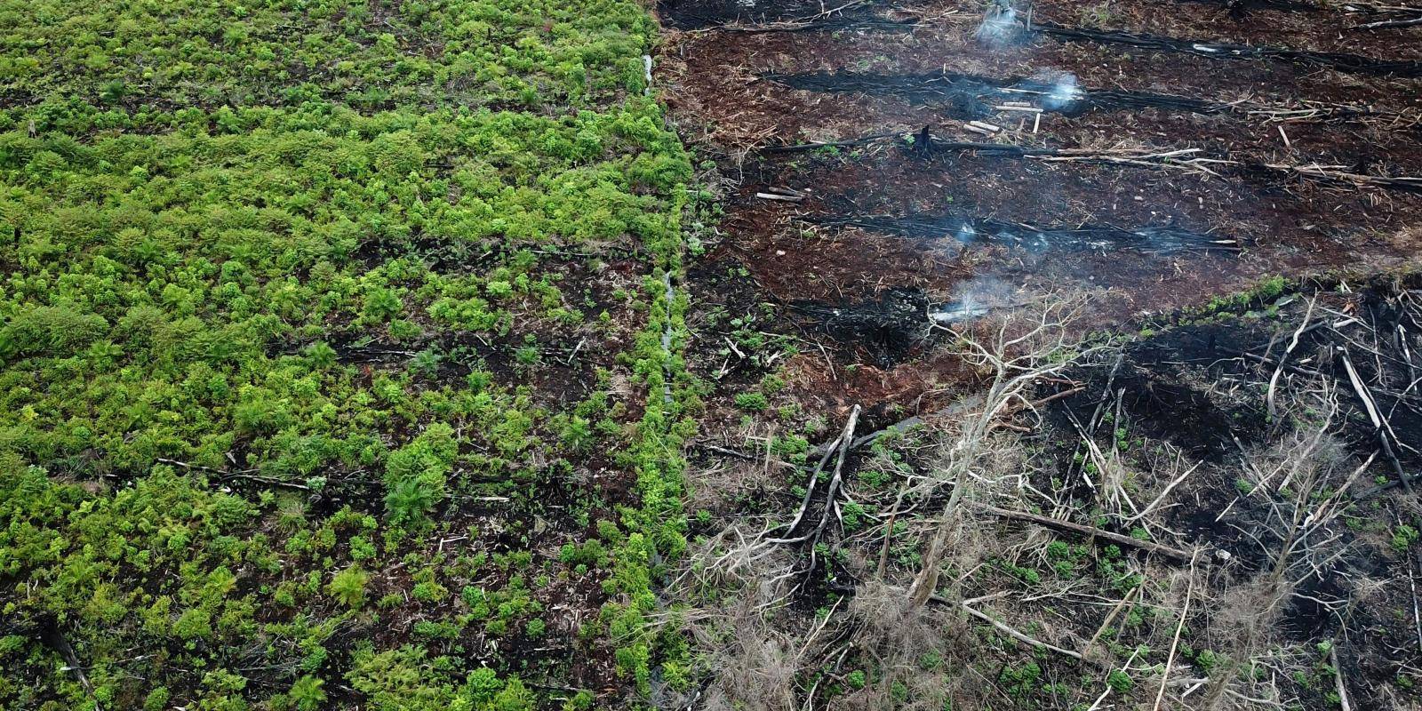 Tackling deforestation with football - Cool Earth